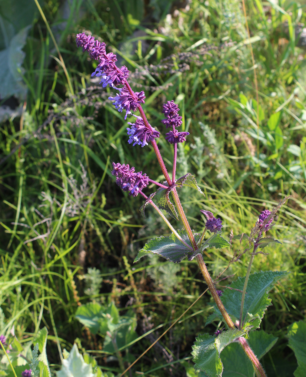 Изображение особи Salvia verticillata.