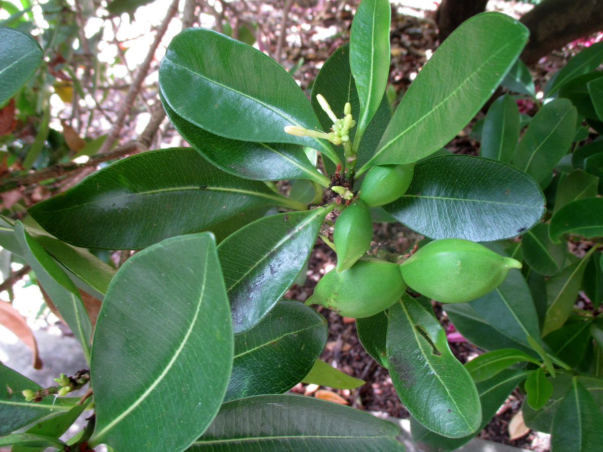 Изображение особи Ochrosia elliptica.