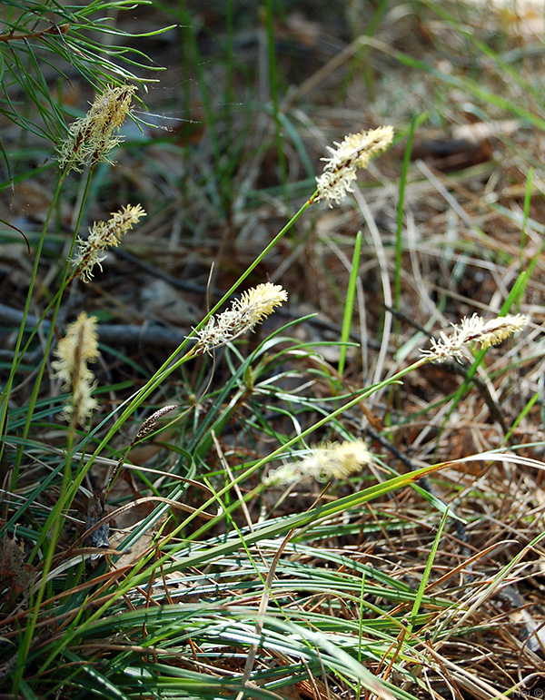 Изображение особи Carex ericetorum.