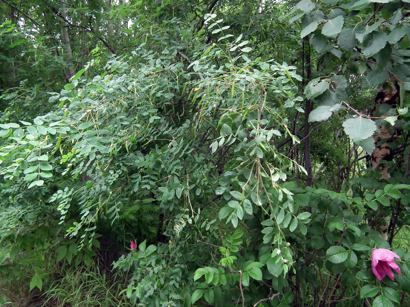 Изображение особи Caragana arborescens.