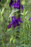 Aquilegia vulgaris