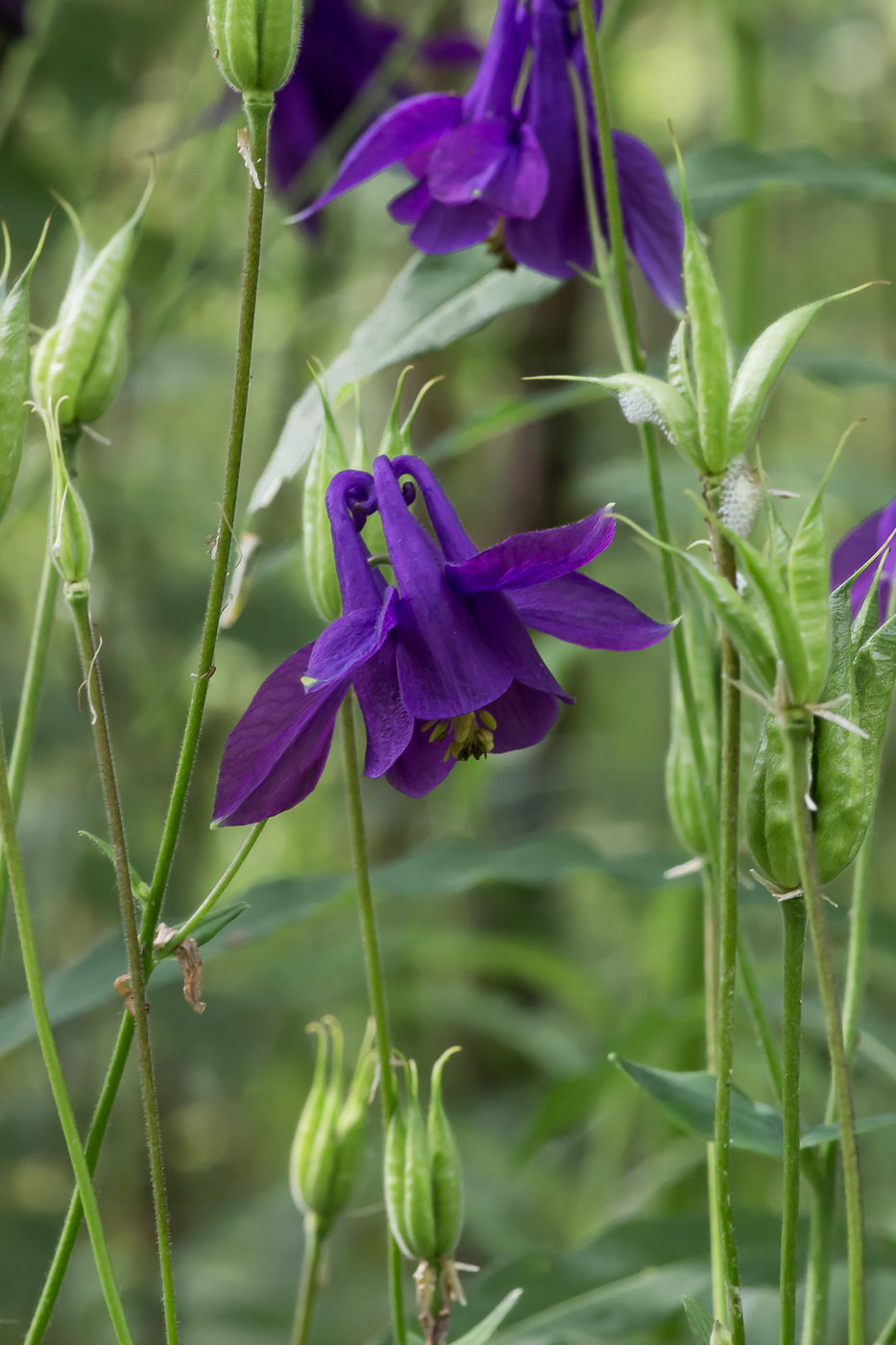 Image of Aquilegia vulgaris specimen.