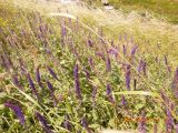 Salvia tesquicola