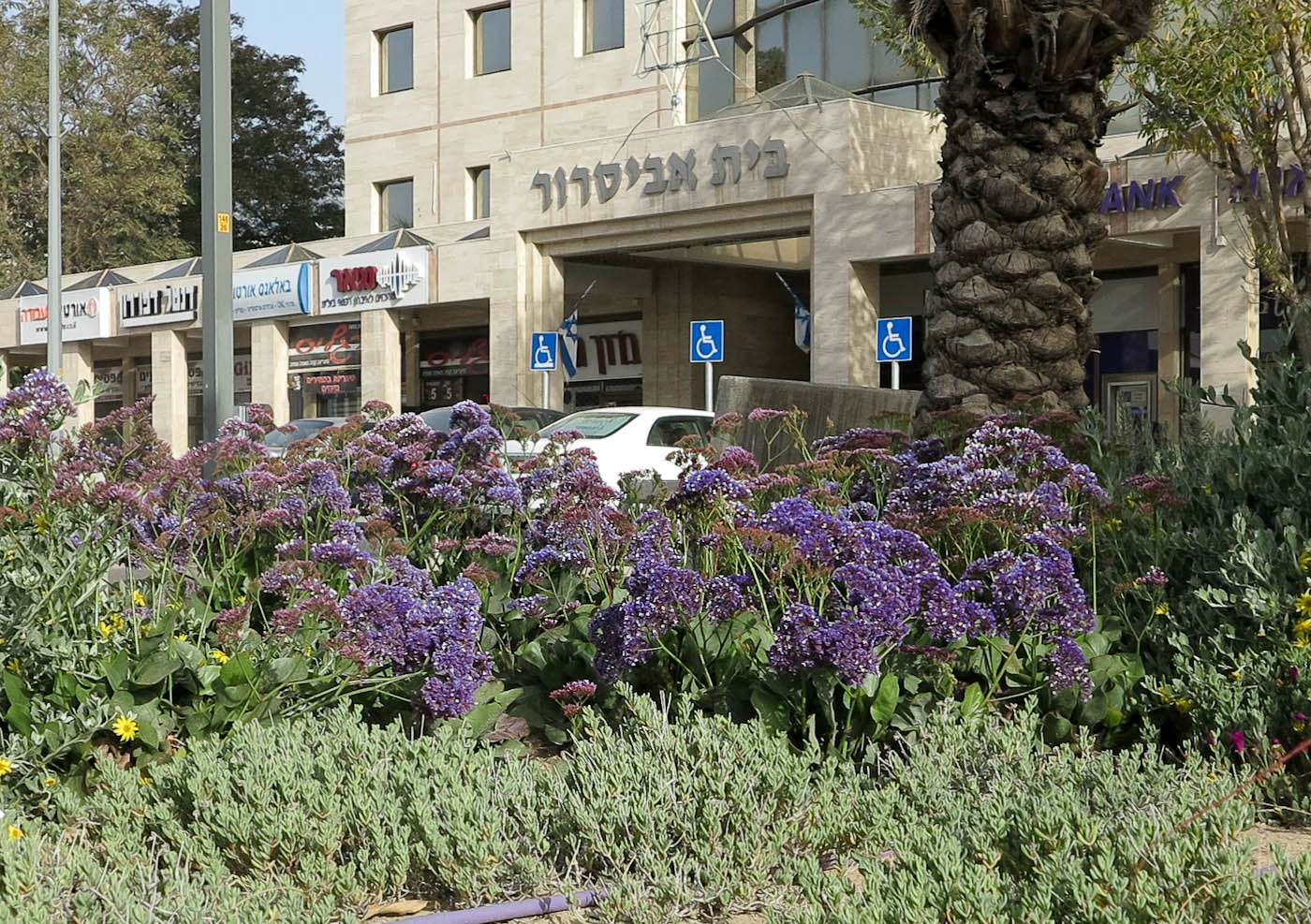 Image of Limonium perezii specimen.