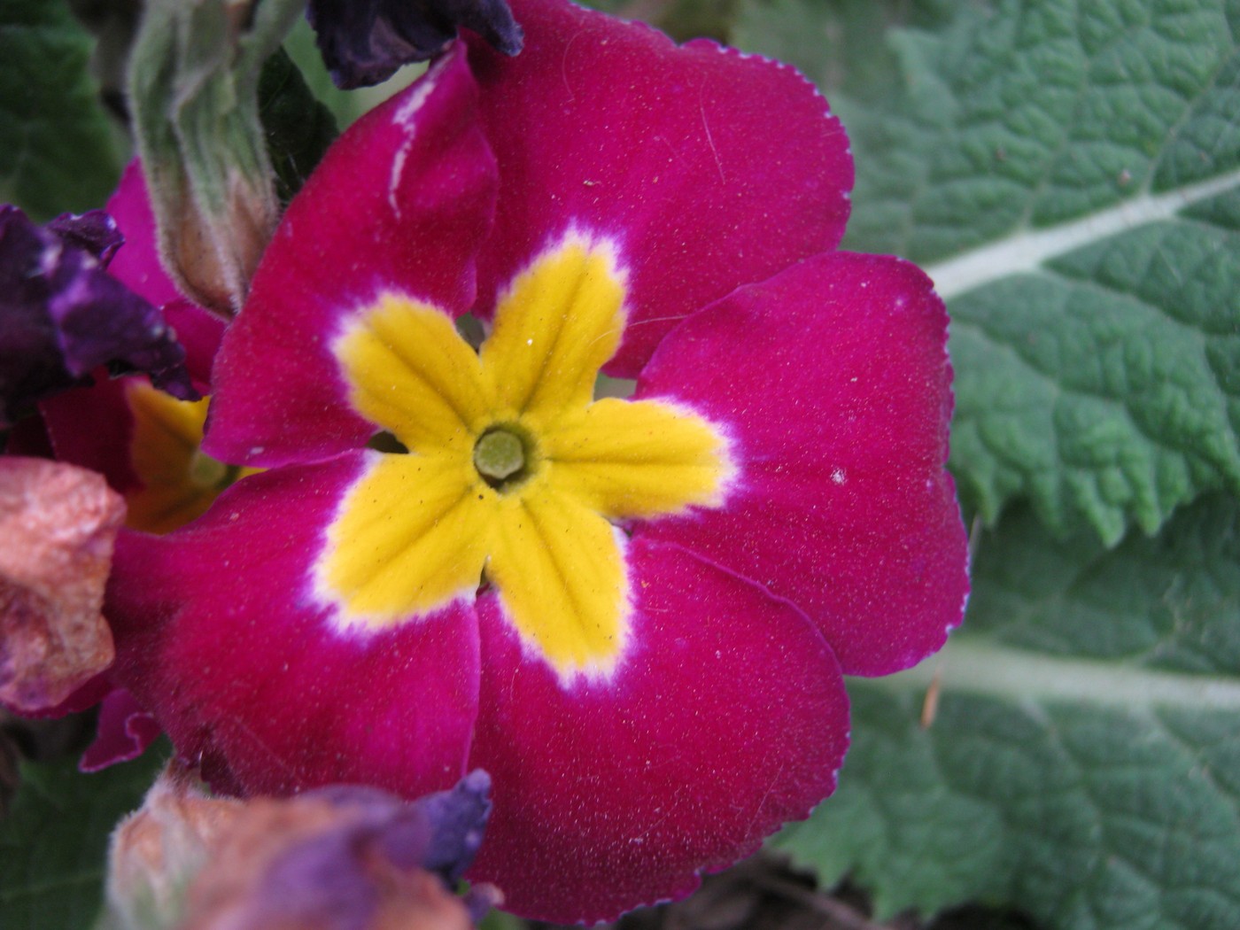 Изображение особи Primula vulgaris.