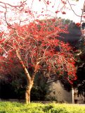 род Erythrina