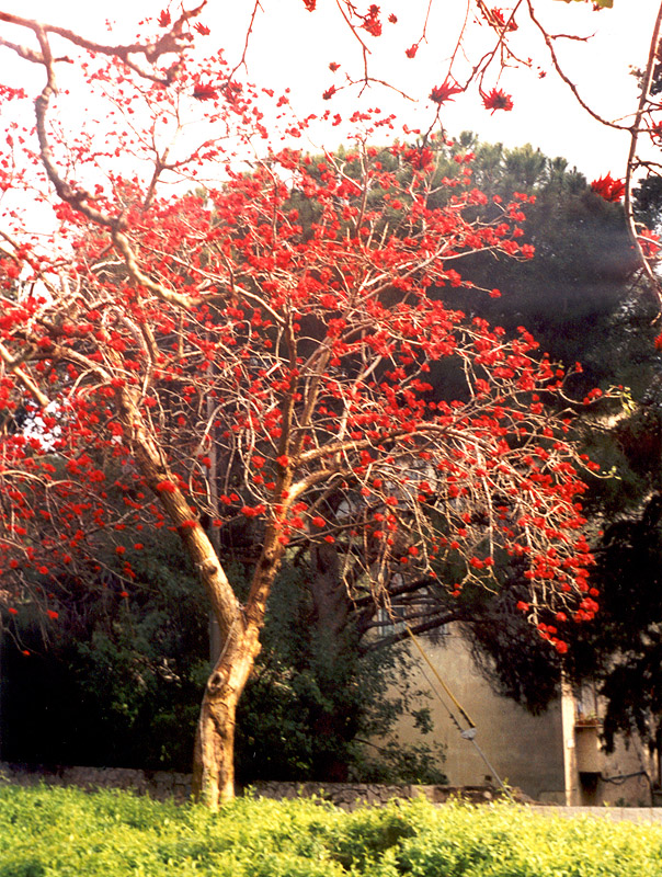 Изображение особи род Erythrina.