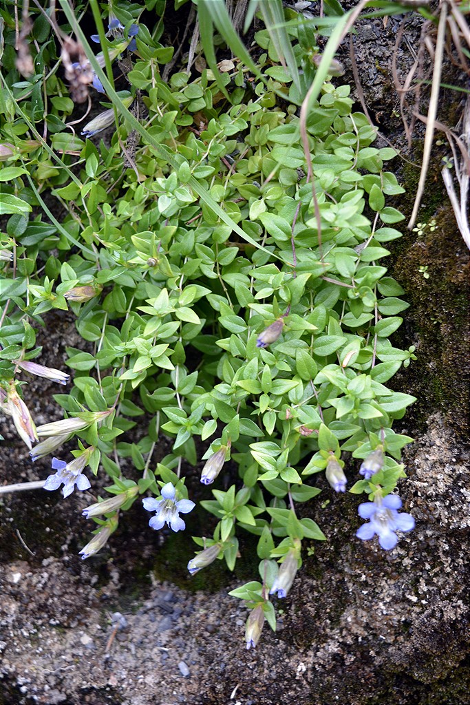 Изображение особи Gentiana lagodechiana.