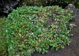 Salix reticulata. Вегетирующие растения. Исландия, национальный парк Ландманналаугар, каменистый склон на берегу реки. 02.08.2016.