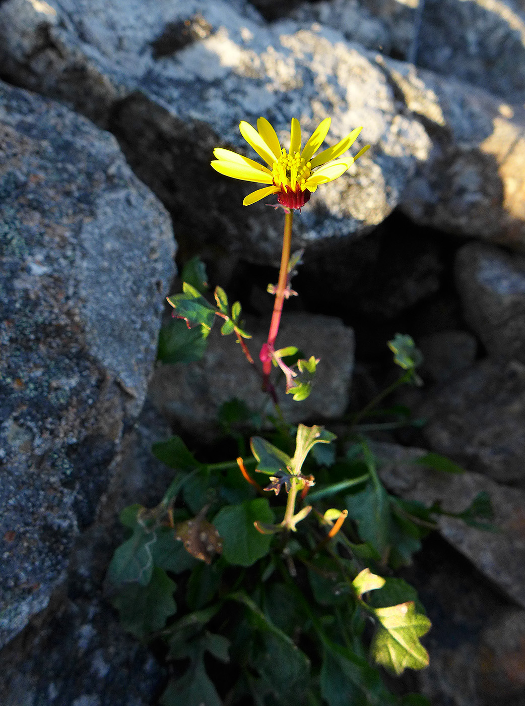 Изображение особи Tephroseris heterophylla.