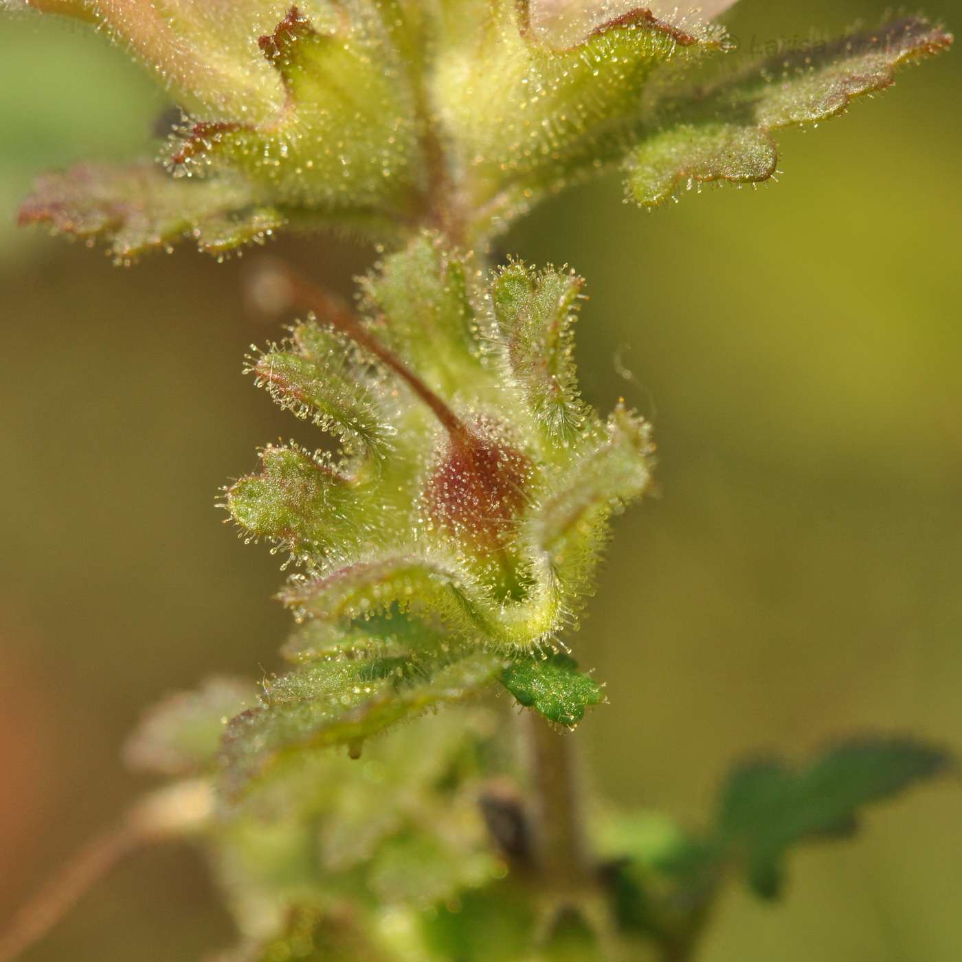 Изображение особи Phtheirospermum chinense.