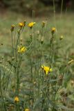 Hieracium umbellatum