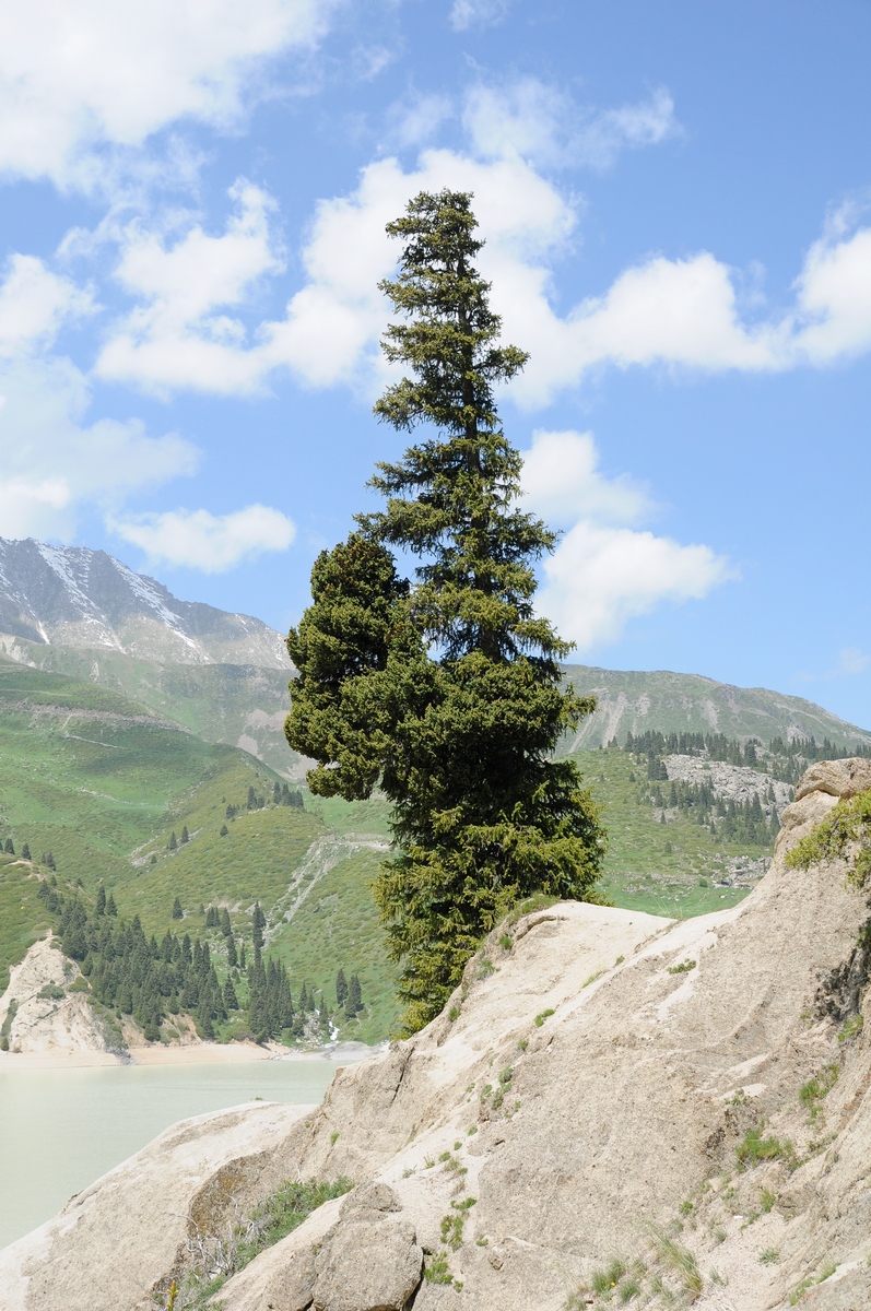 Image of Picea schrenkiana specimen.