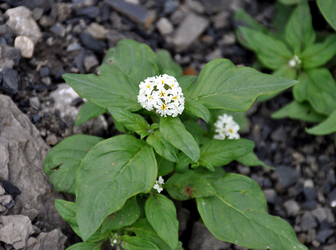 Изображение особи Heliotropium styligerum.