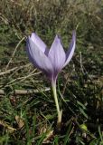 Crocus pallasii. Цветущее растение. Крым, Тарханкутский п-ов, окр. балки Большой Кастель, степь. 4 ноября 2016 г.