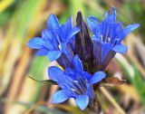 Gentiana kaufmanniana