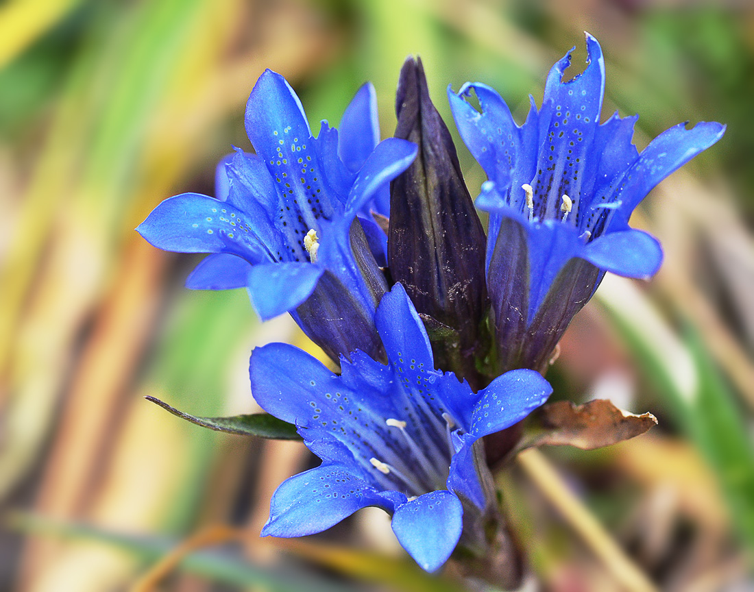 Изображение особи Gentiana kaufmanniana.