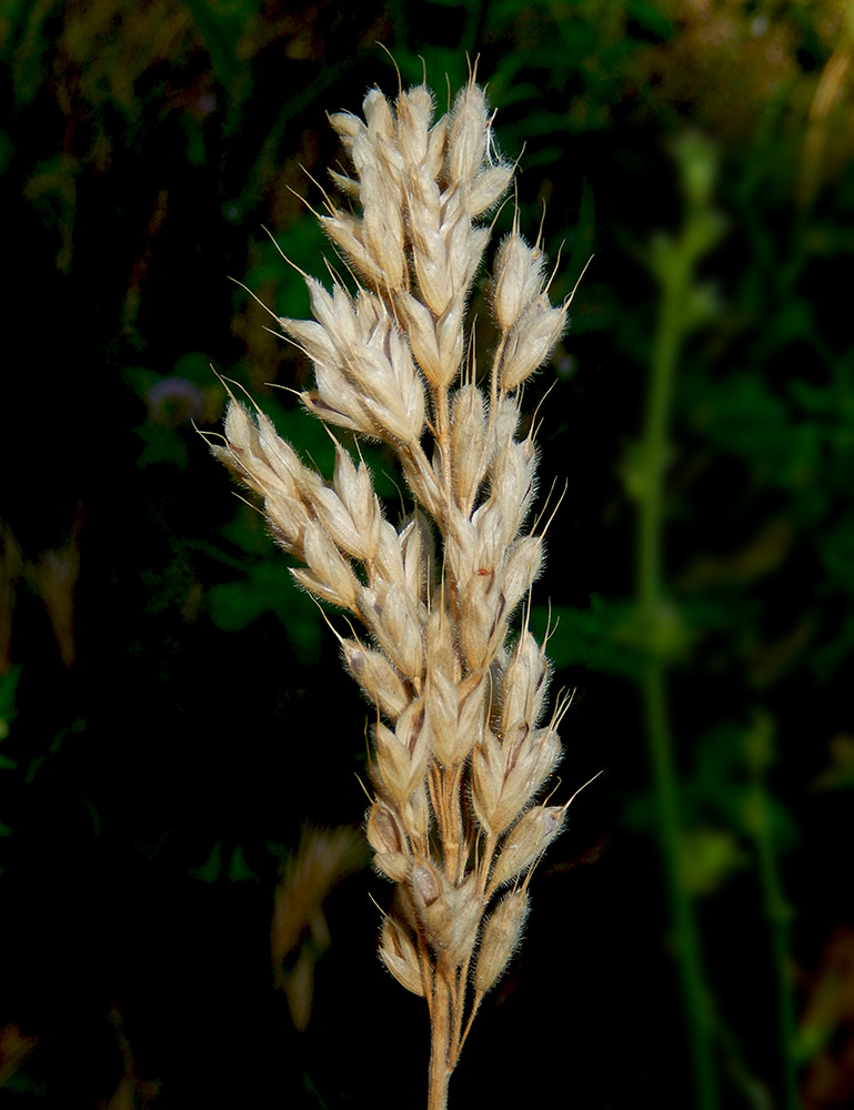 Image of Bromus hordeaceus specimen.