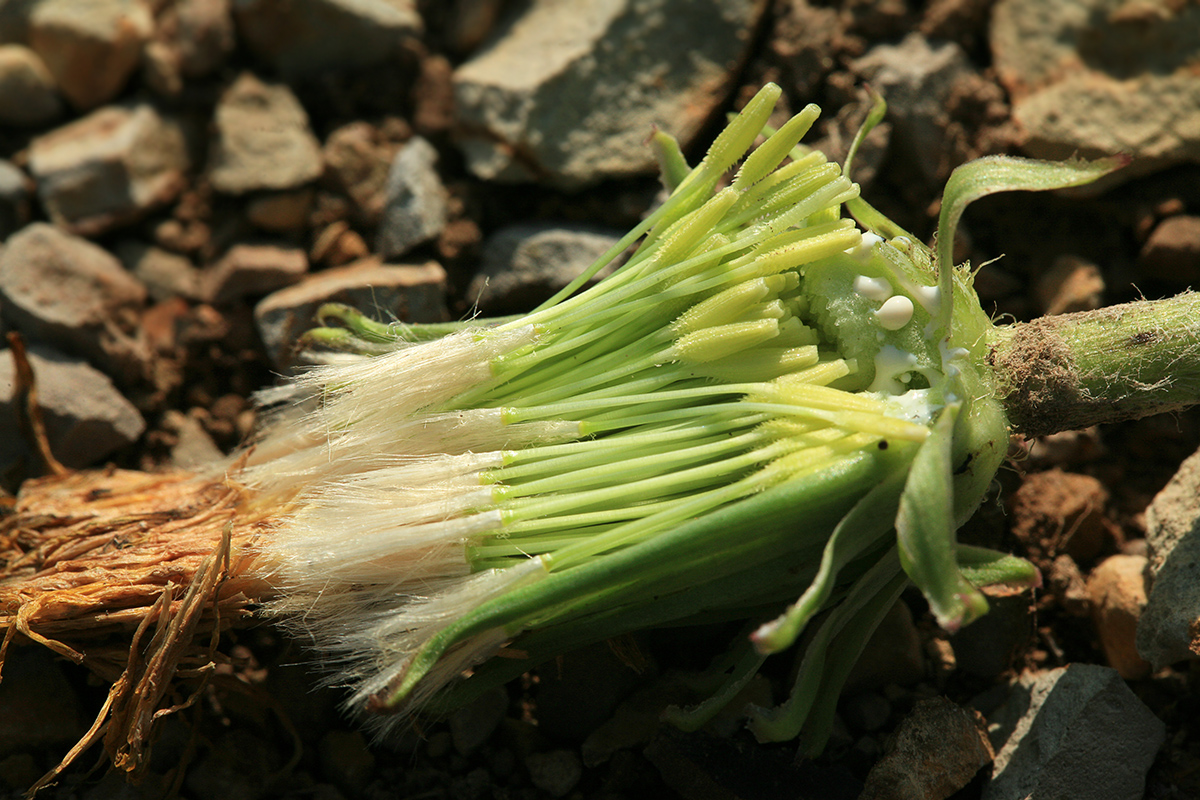 Изображение особи род Taraxacum.