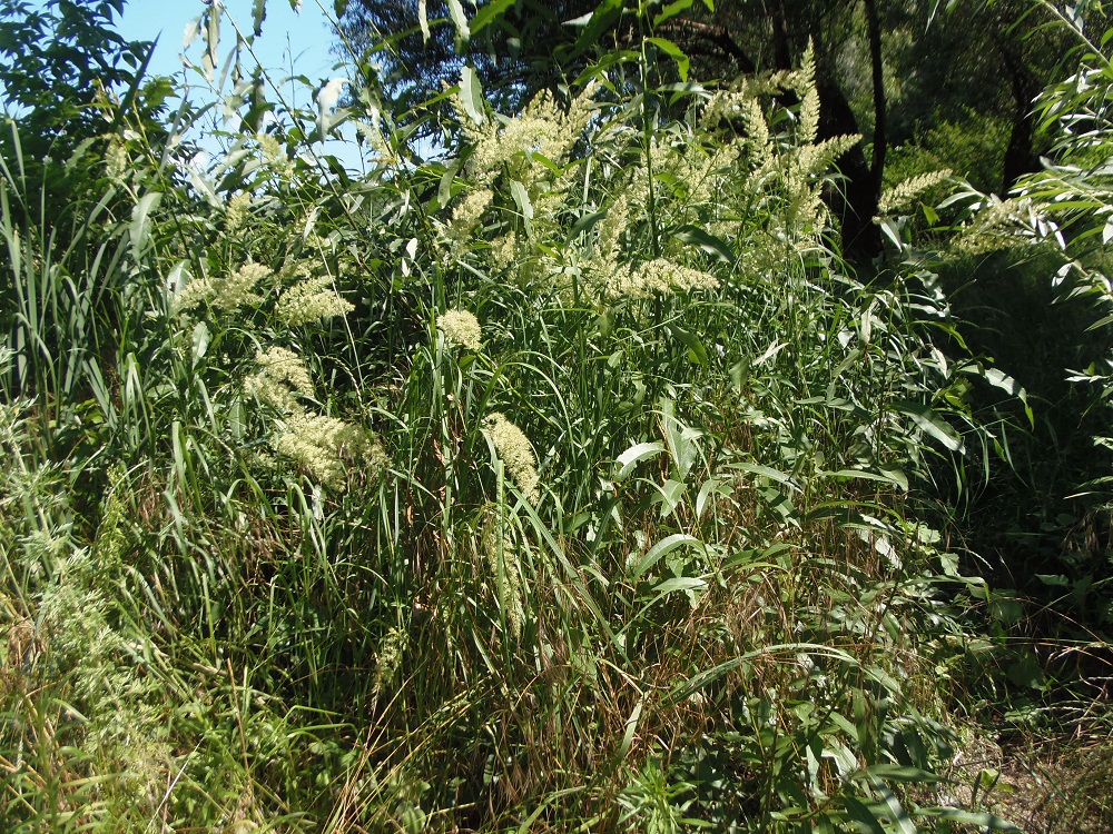 Изображение особи Calamagrostis epigeios.