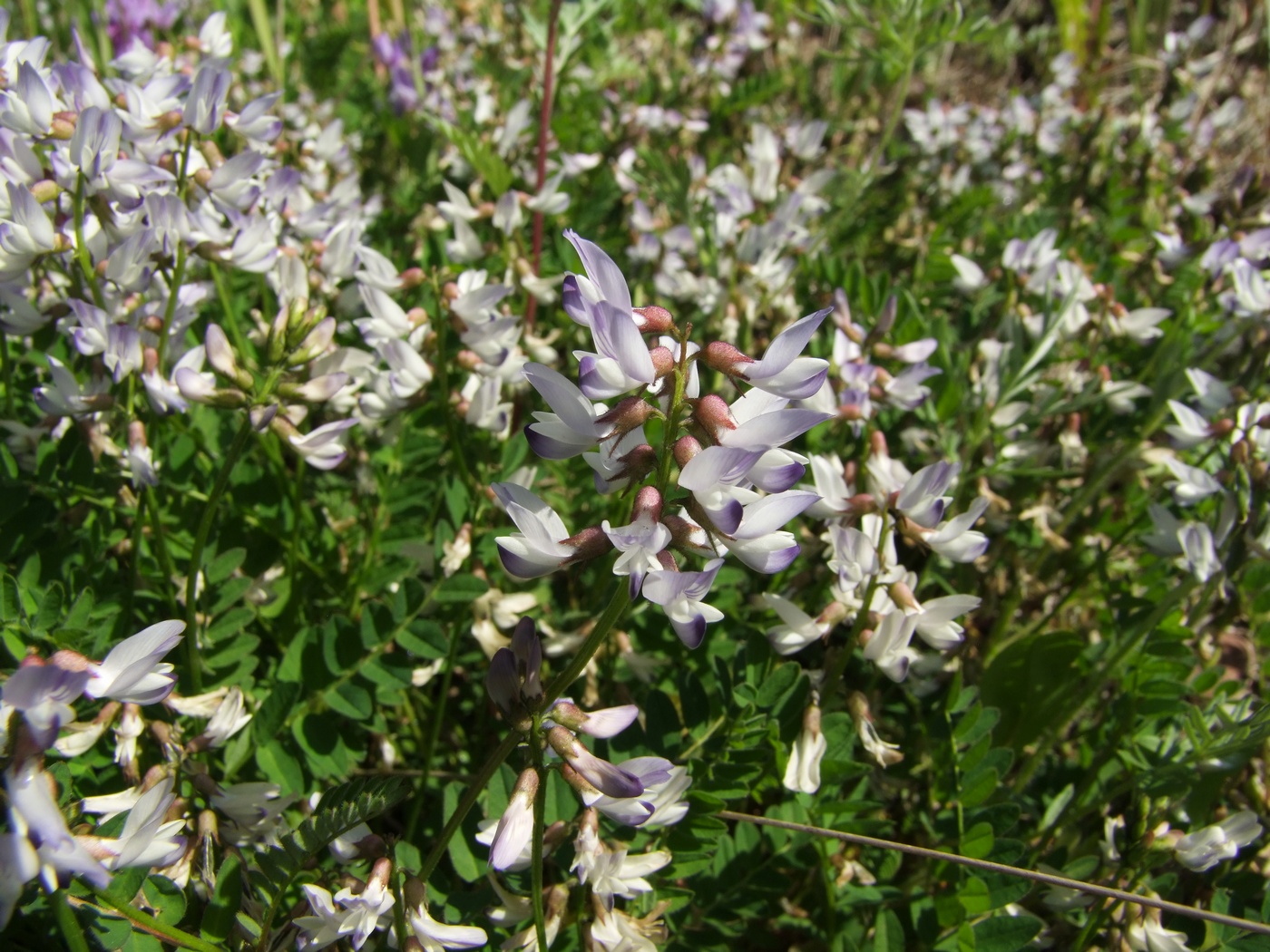 Image of Astragalus alpinus specimen.