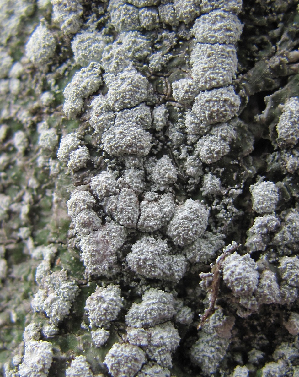 Image of genus Pertusaria specimen.