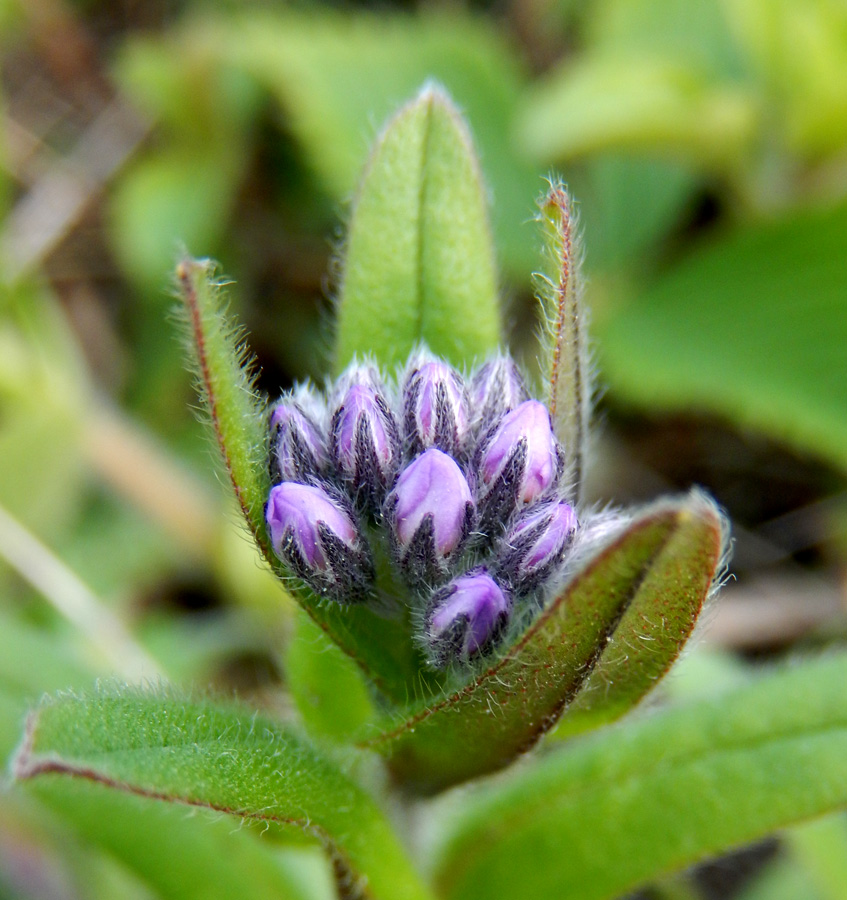 Image of Myosotis lithospermifolia specimen.