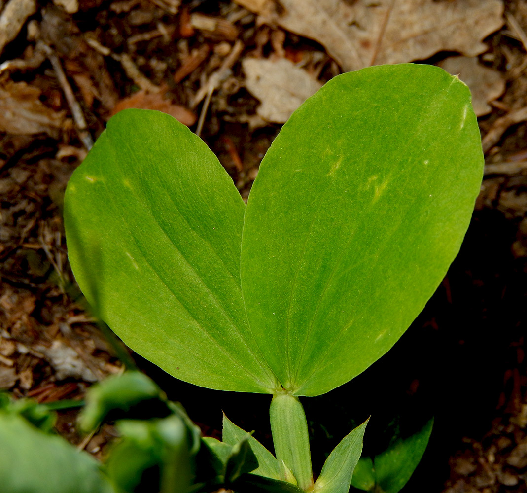 Image of Lathyrus miniatus specimen.