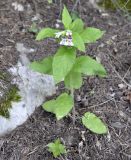 Melittis melissophyllum ssp. albida