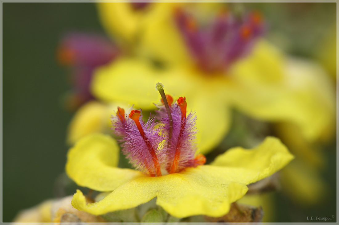 Изображение особи Verbascum marschallianum.