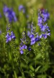 Veronica teucrium