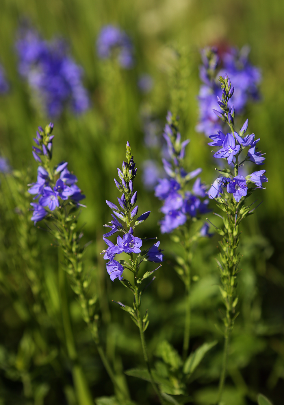 Image of Veronica teucrium specimen.