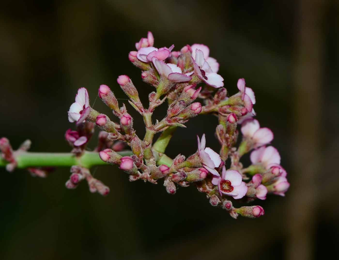 Image of Euphorbia xanti specimen.