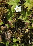 Parnassia palustris