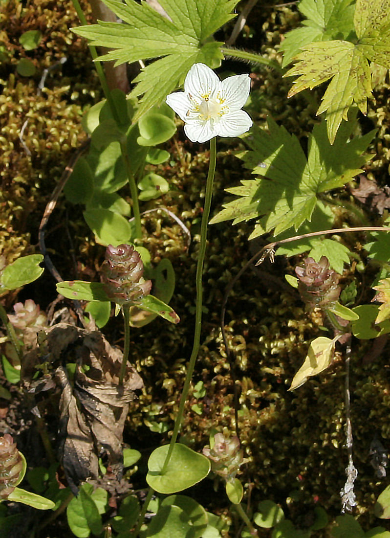 Изображение особи Parnassia palustris.