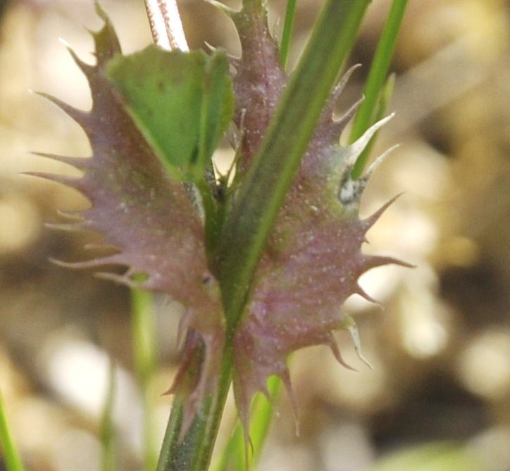 Изображение особи семейство Fabaceae.