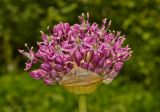 genus Allium