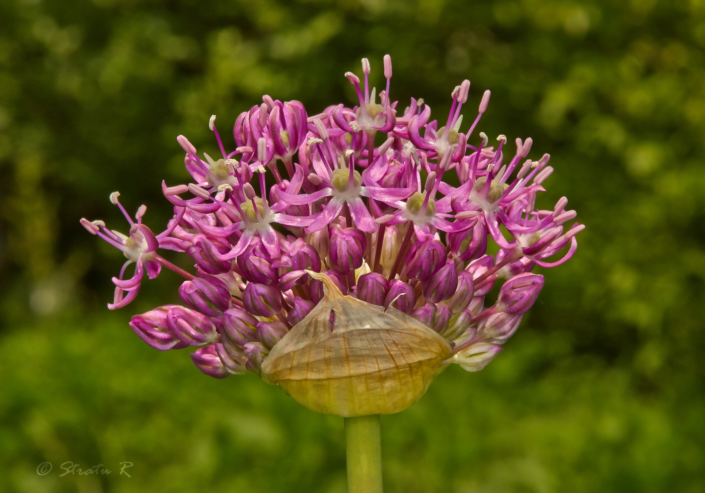 Image of genus Allium specimen.