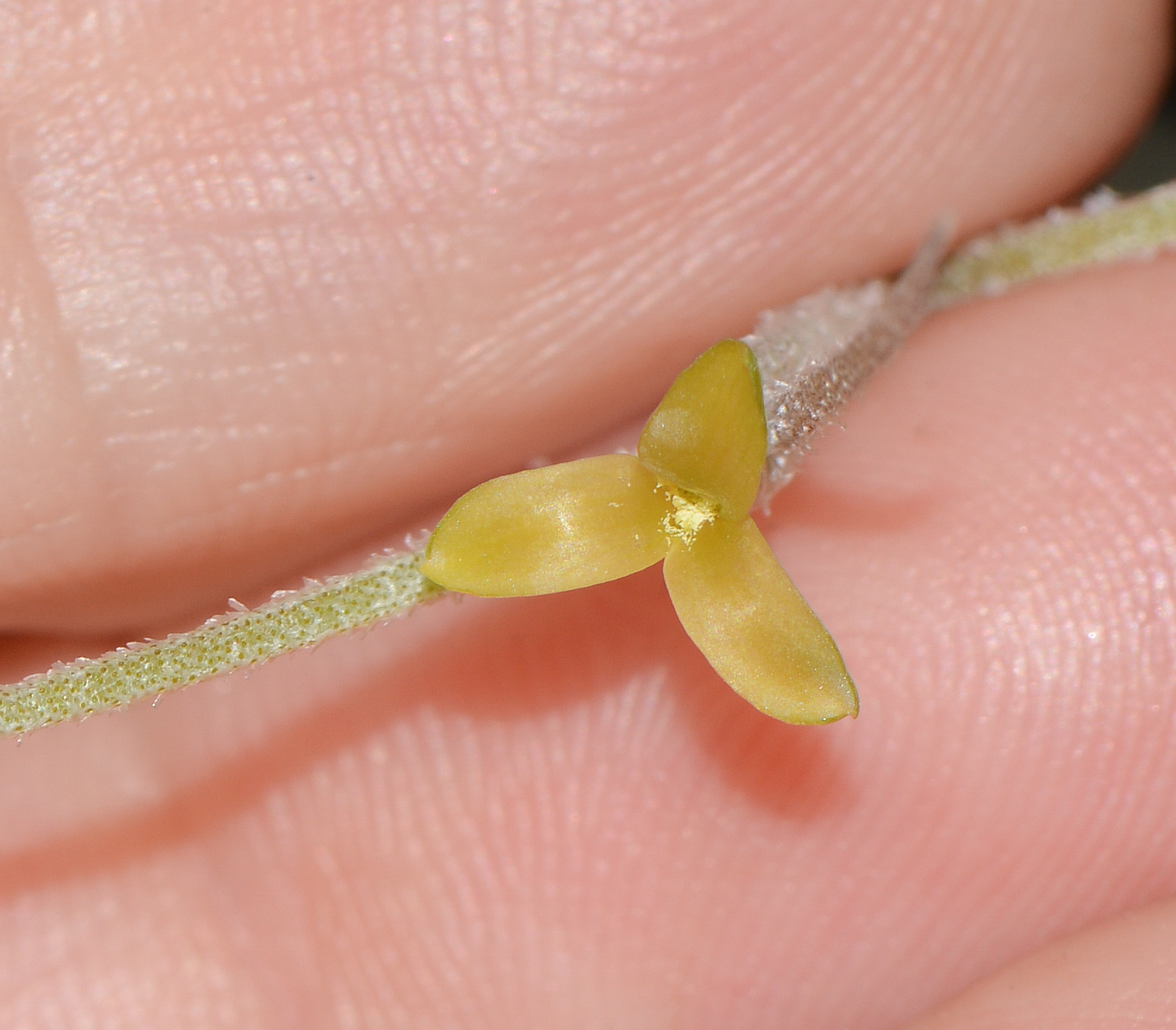 Image of Tillandsia usneoides specimen.