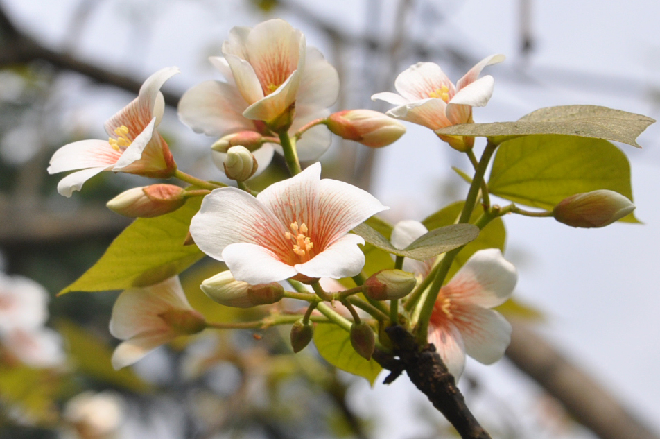 Изображение особи Vernicia fordii.