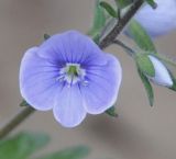 Veronica chamaedryoides