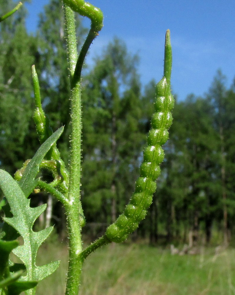 Image of Chorispora sibirica specimen.