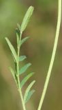 Astragalus austriacus