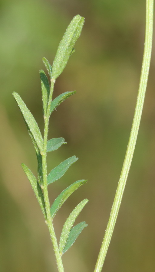 Изображение особи Astragalus austriacus.