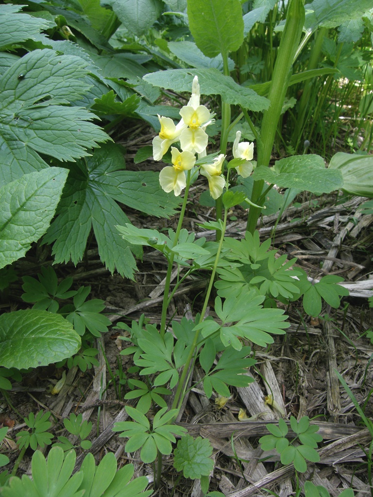 Image of Corydalis bracteata specimen.