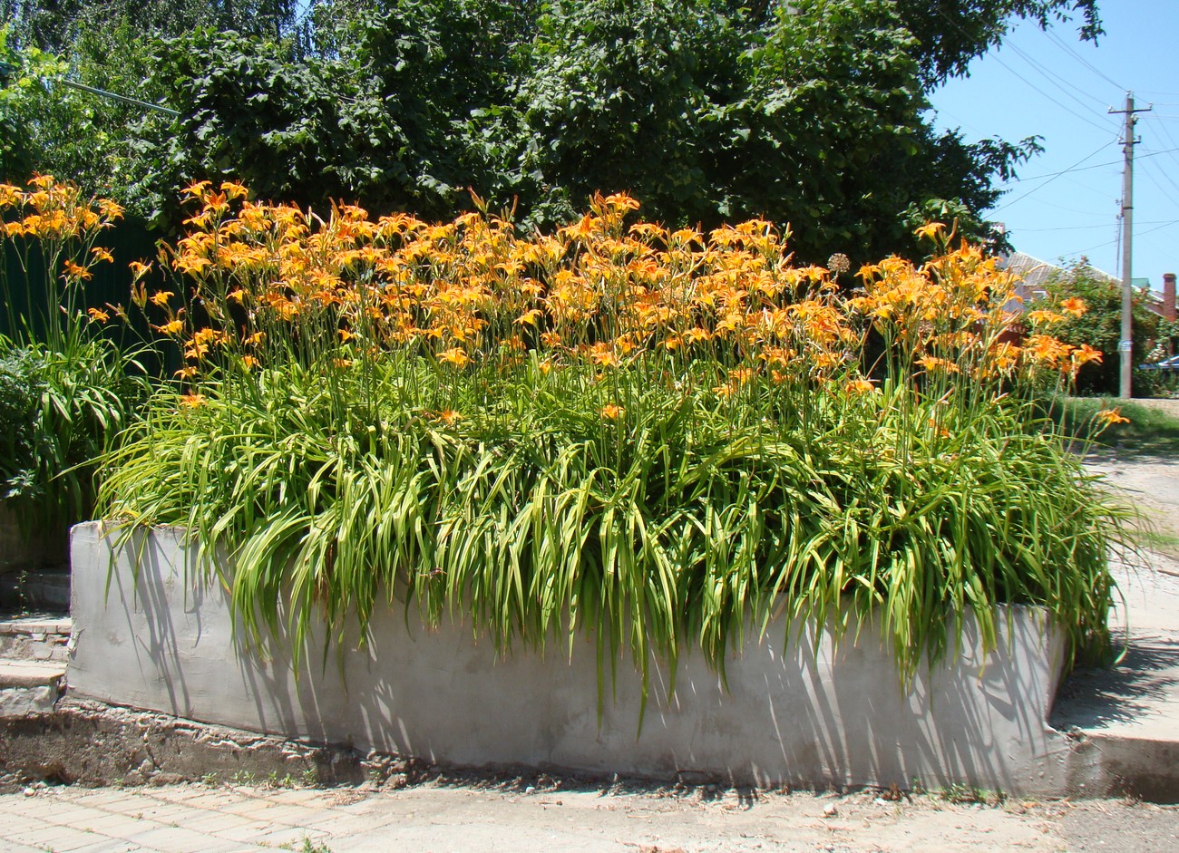 Image of Hemerocallis fulva specimen.