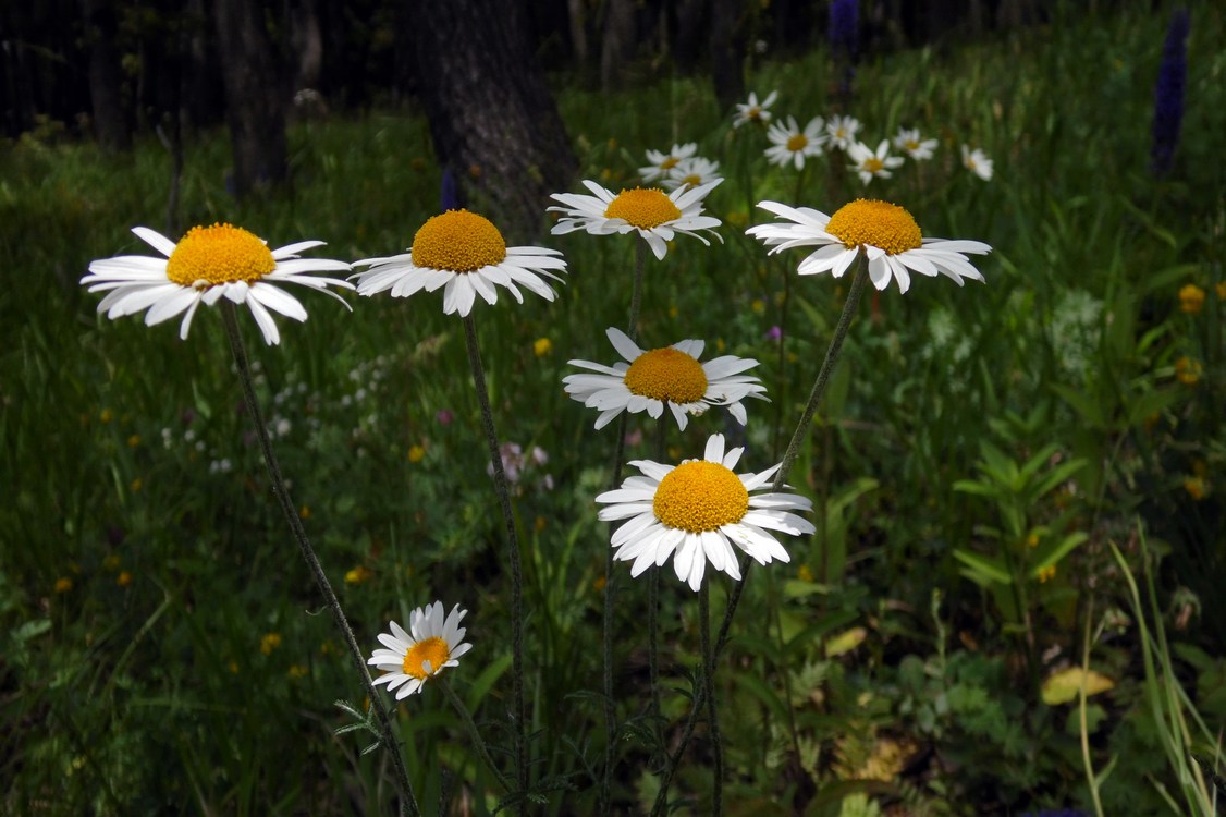 Изображение особи Anthemis rigescens.