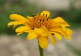 Heliopsis helianthoides