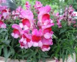 Antirrhinum majus. Соцветие. Москва, Новогиреево, ул. Кусковская, в культуре. 19.07.2017.