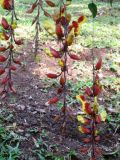 Thunbergia mysorensis